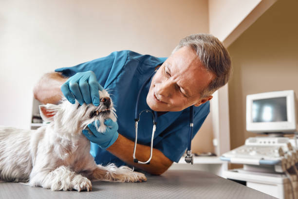 Best Emergency Denture Repair in Union, KY